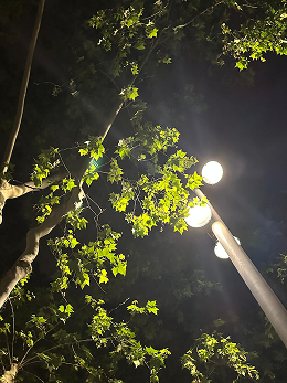 Night tree photography